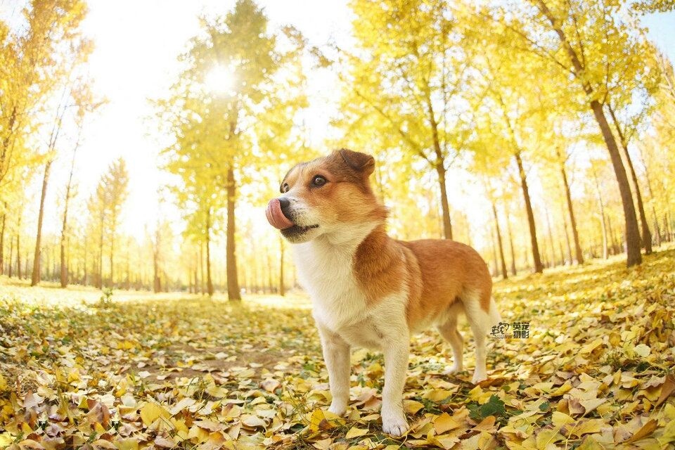 中华田园犬不掉毛不臭吗,中华田园犬在国外有多么受欢迎