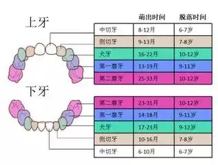 宝宝长乳牙关注事项及禁忌,一定要关注孩子的乳牙很重要
