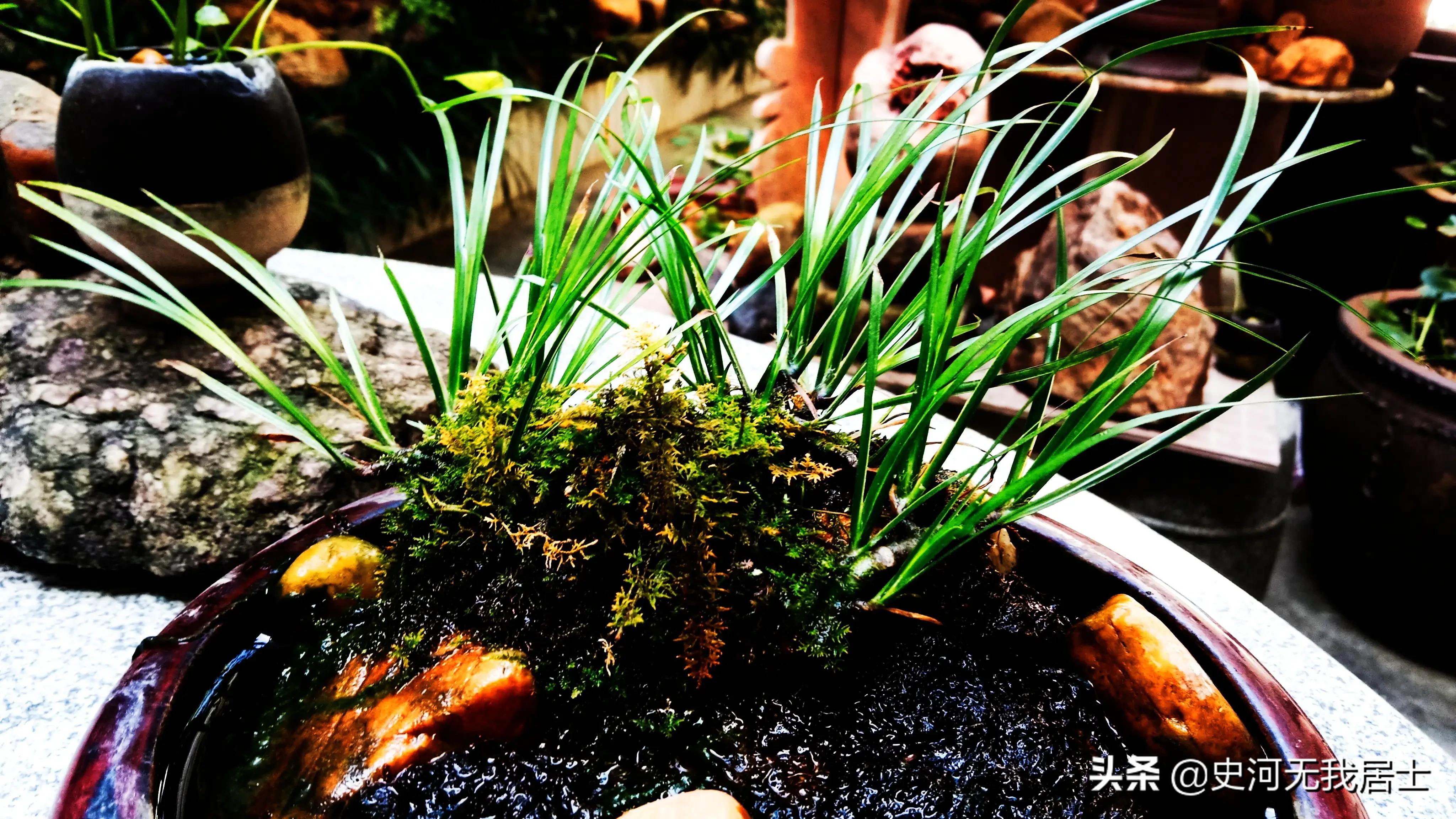 石菖蒲养护方法,石菖蒲的养护方法和用量