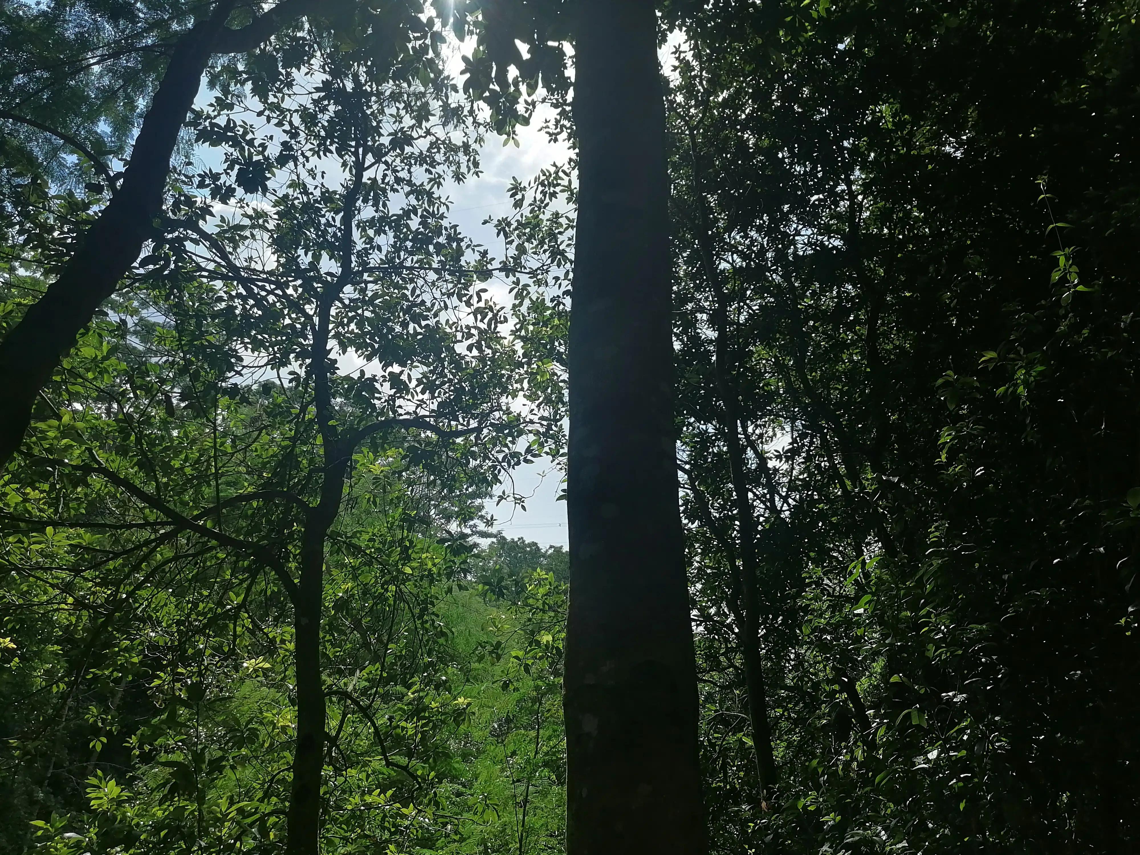 深圳龙华绿道风景区,深圳大浪绿道全景图