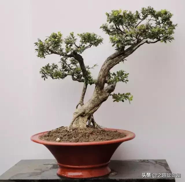 文玩盆景摆件,文玩盆景奇石