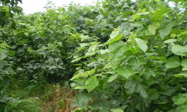 桑疫病用什么农药最好,桑疫病的防治特效药