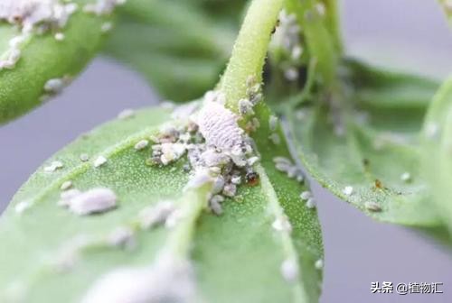 教你识别十大虫害,专治各种害虫图谱大全