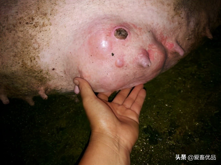母猪乳房炎正确治疗方法，老兽医无私分享，养猪户学会不花冤枉钱