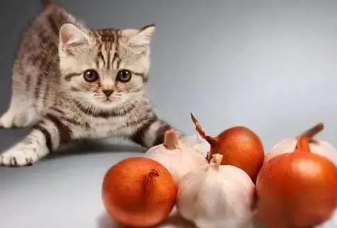 哪些食物和植物对猫咪有害,猫咪不能吃的十种食物有哪些