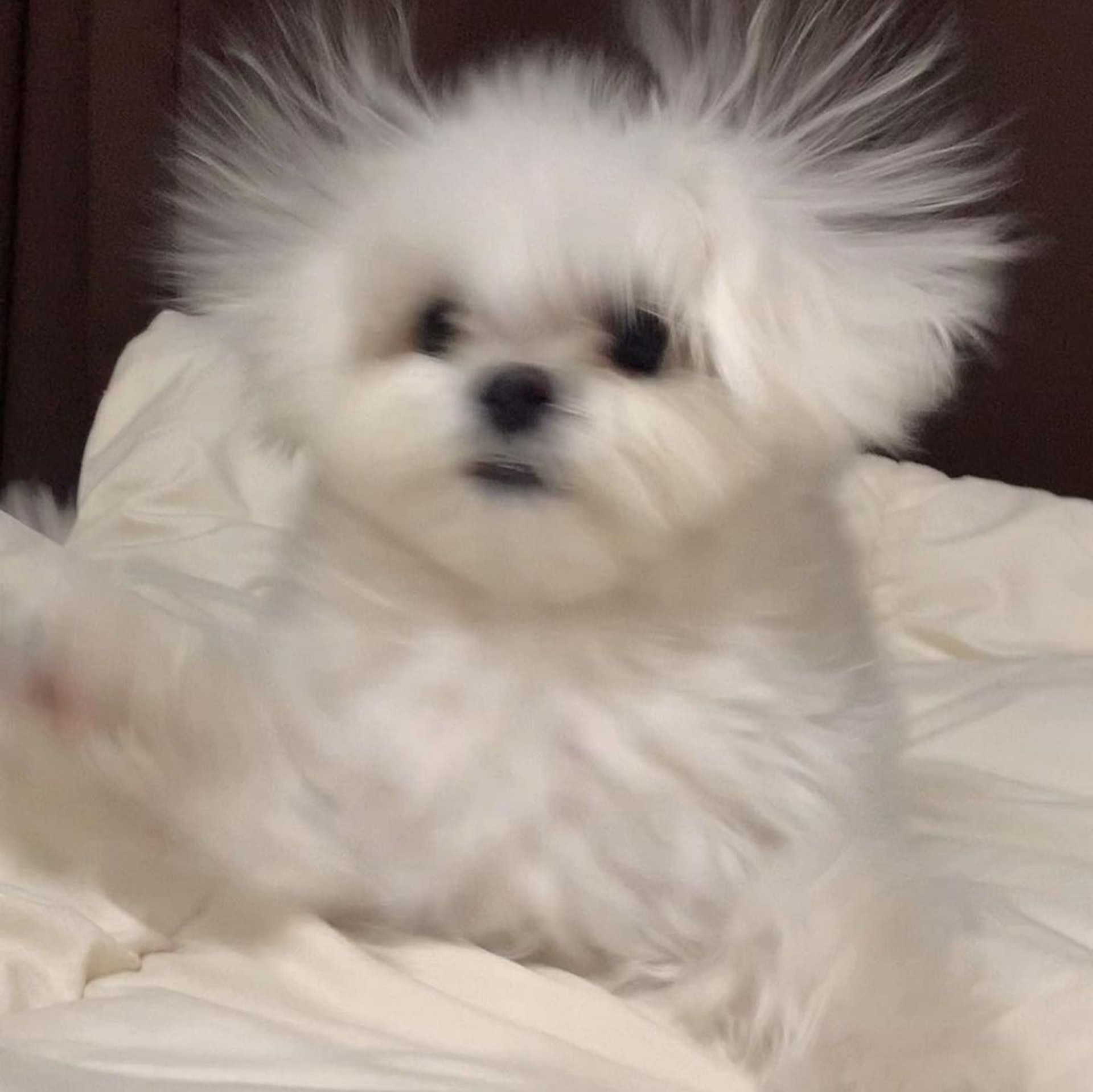 狗狗睡醒突然坐起来视频,狗狗睡醒兴奋突然昏倒