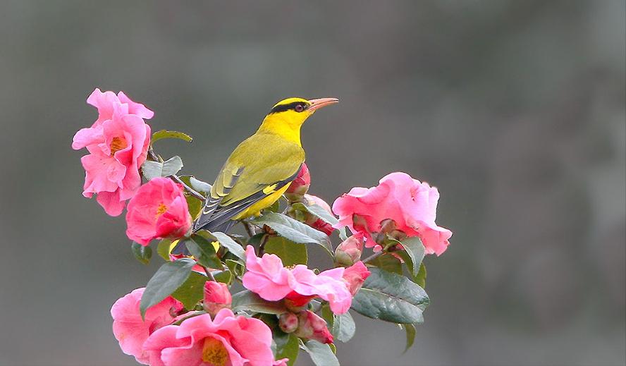 东江揽胜,惠州淡水常见鸟类图谱