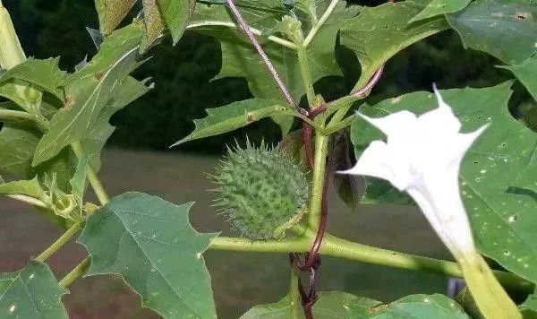 哮喘的克星植物,乡下的一种植物