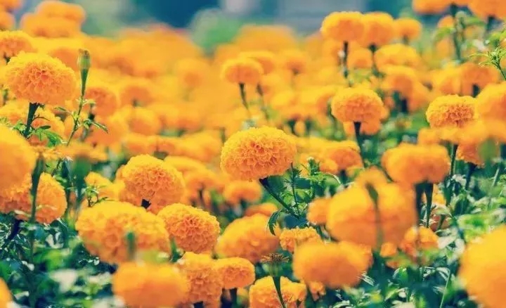 忍得住纹身的疼痛却忍不住想你,纹身忍疼的方法