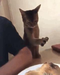 猫咪一副听不懂人话的样子,猫咪一副不太聪明的样子