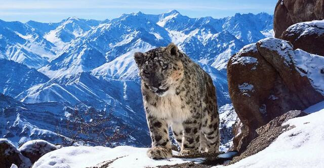 bbc有多有钱,bbc多有钱