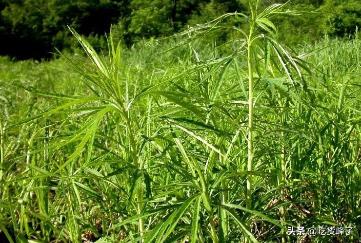有一种乡愁叫家乡的油菜,有一种乡愁叫家乡的麦田