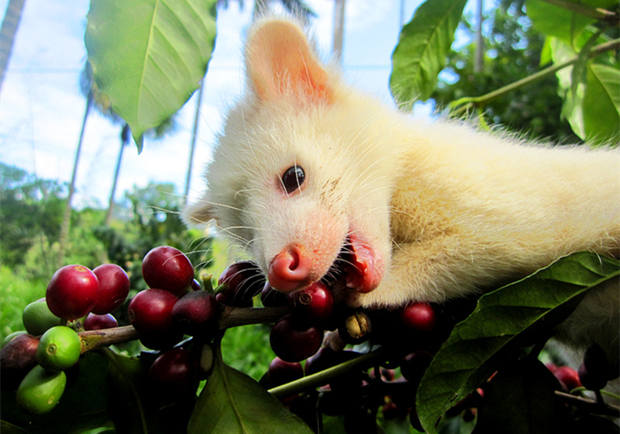 猫屎咖啡猫咪是自愿吃的吗,猫屎咖啡真有猫屎吗