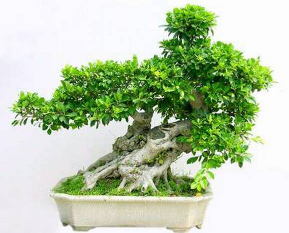 50种常见花卉浇水技巧,50种花卉种植技巧