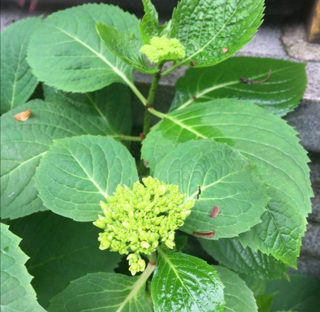 4月种绣球花当年开花吗,4月绣球没有花苞可以修剪吗