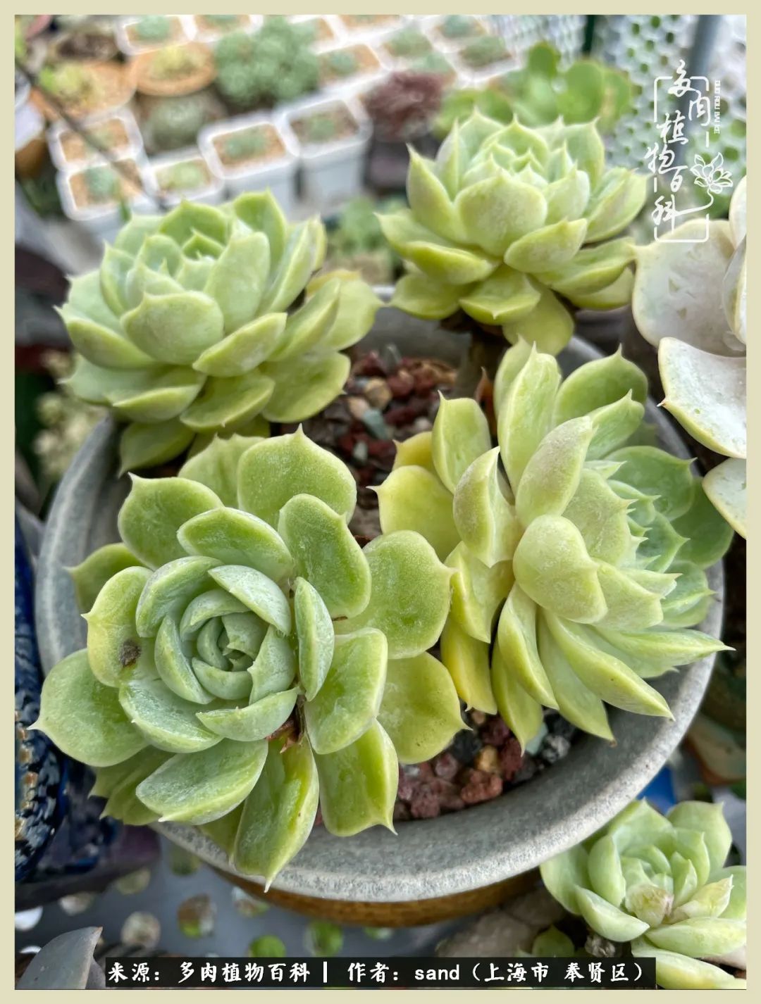 多肉垂落下去该怎么办,多肉在三伏天怎么度夏