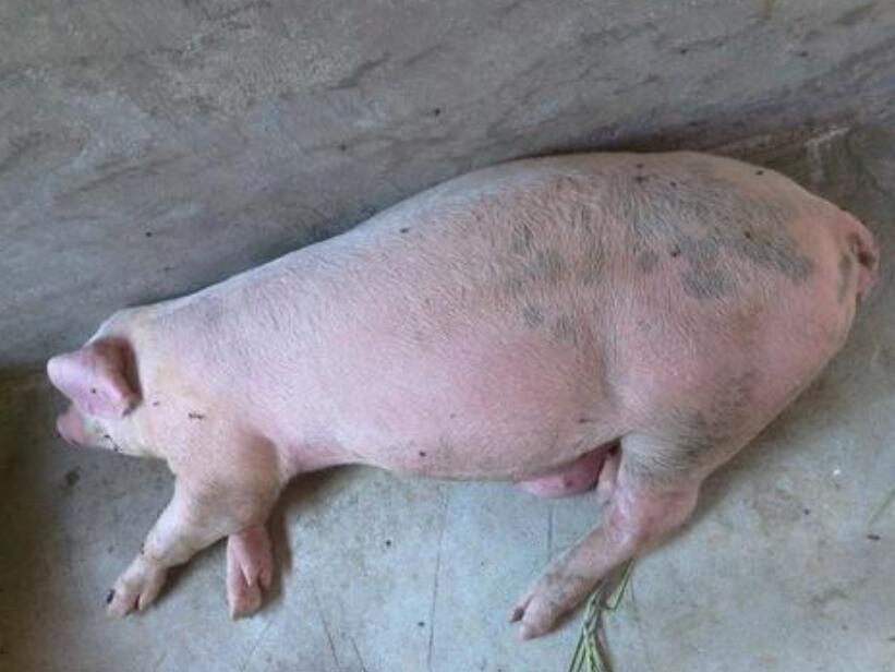 猪不吃该用什么药,猪不吃料一招解决