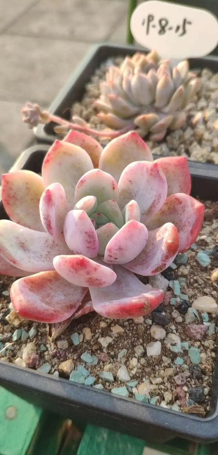 多肉不适合新手养,多肉入坑到什么程度好