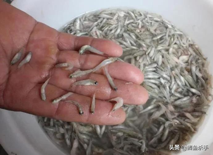 专业钓鱼场搭钓台,钓鱼人的福利来了图片