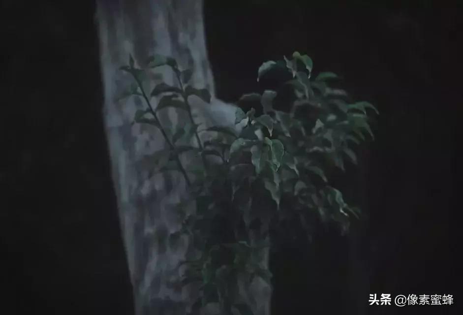 手机拍照新玩法,手机拍照可以有什么功能