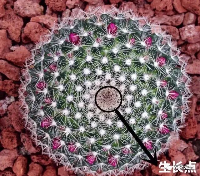 做花针的方法,学做花针