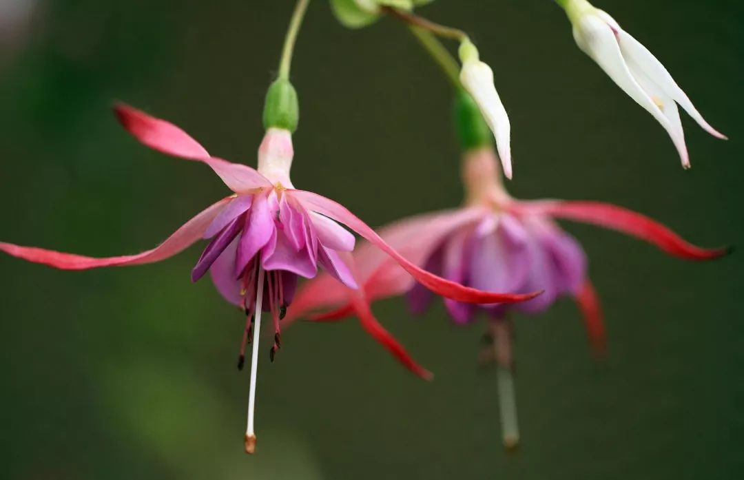 过年家里必摆的九道菜,过年家里摆的喜庆的物件