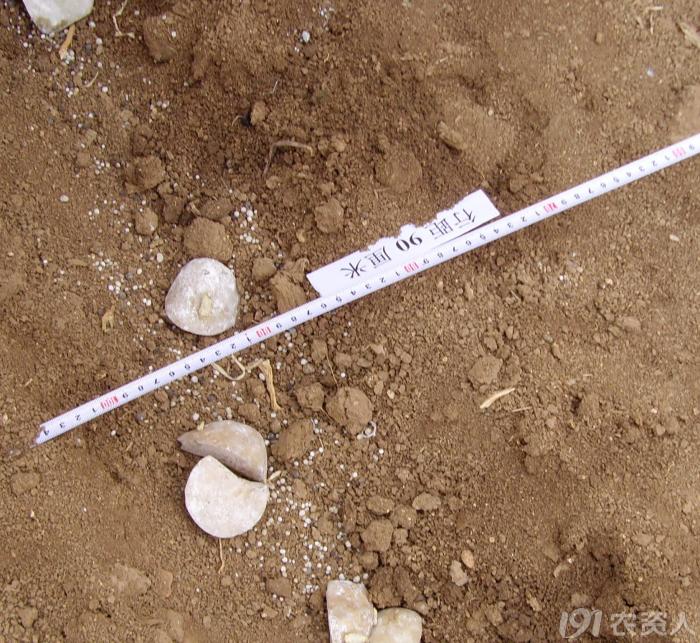 马铃薯主要栽培技术要点,马铃薯地膜覆盖高产栽培技术