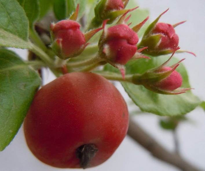 百种味道的果子,百种果实图片