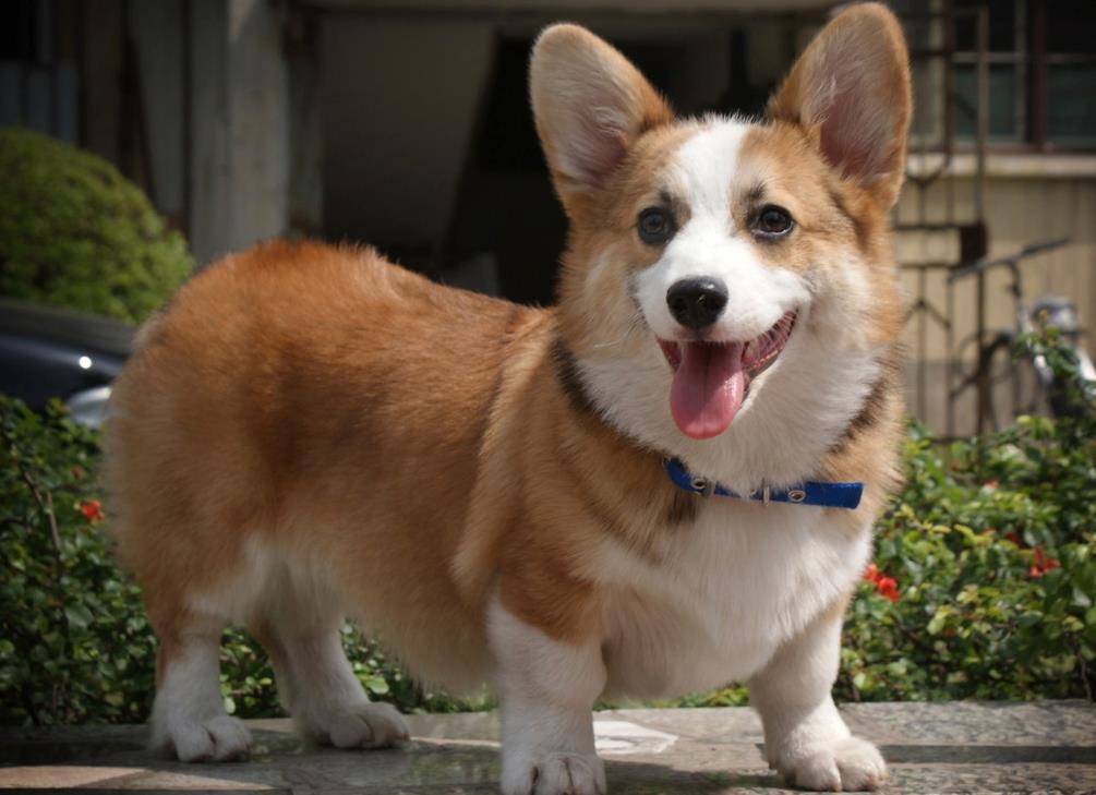 为啥说：鸡睛不可交，犬眼休为伴？鸡睛犬眼长啥样？古人的识人术