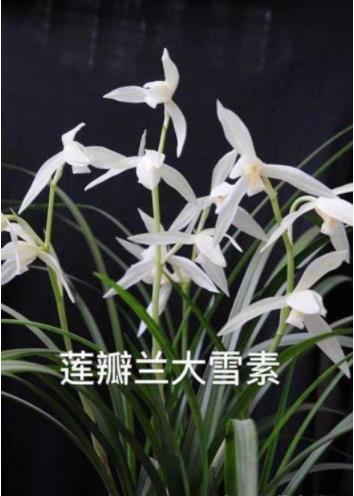 中国兰花之乡有哪些？为何云南独占7个？