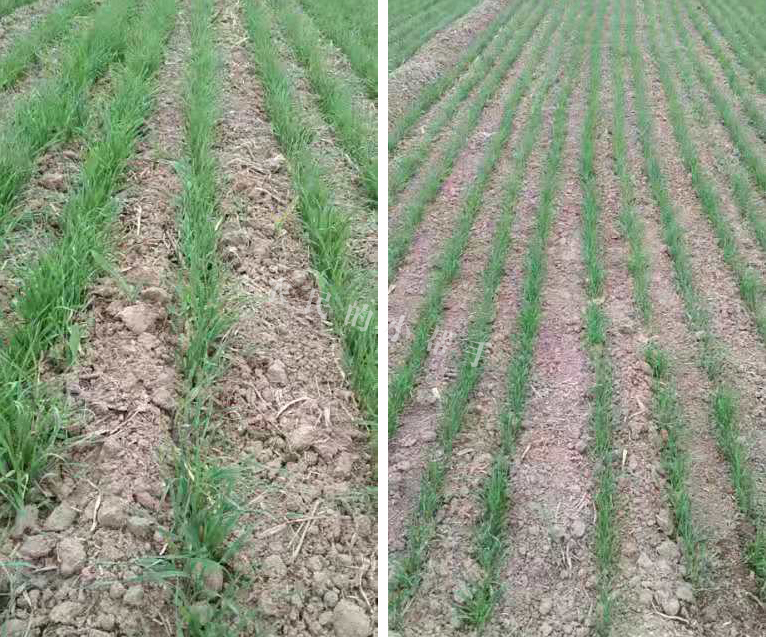 一亩地小麦增产600斤,小麦播种太深了怎么办