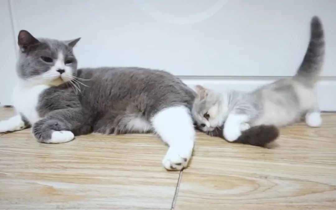 猫咪为什么喜欢用屁股对着主人,猫咪老是把屁股对着你是啥意思