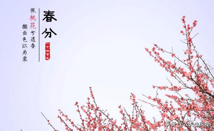 春分时节是指春分当天还是十五天,春分节气的常识有哪些