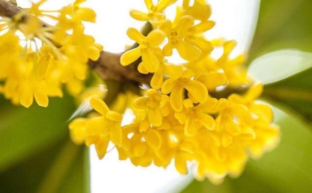 桂花怎么养才能开花不断,养桂花关注事项