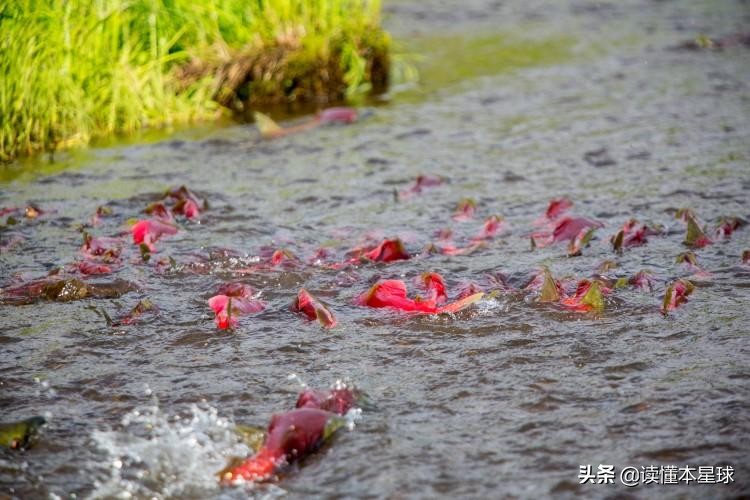 转基因鲑鱼,转基因大西洋鲑鱼