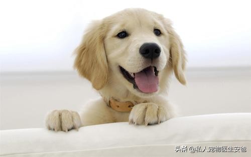 狗狗耳部疾病如何解决,狗狗耳朵增生最好的解决办法