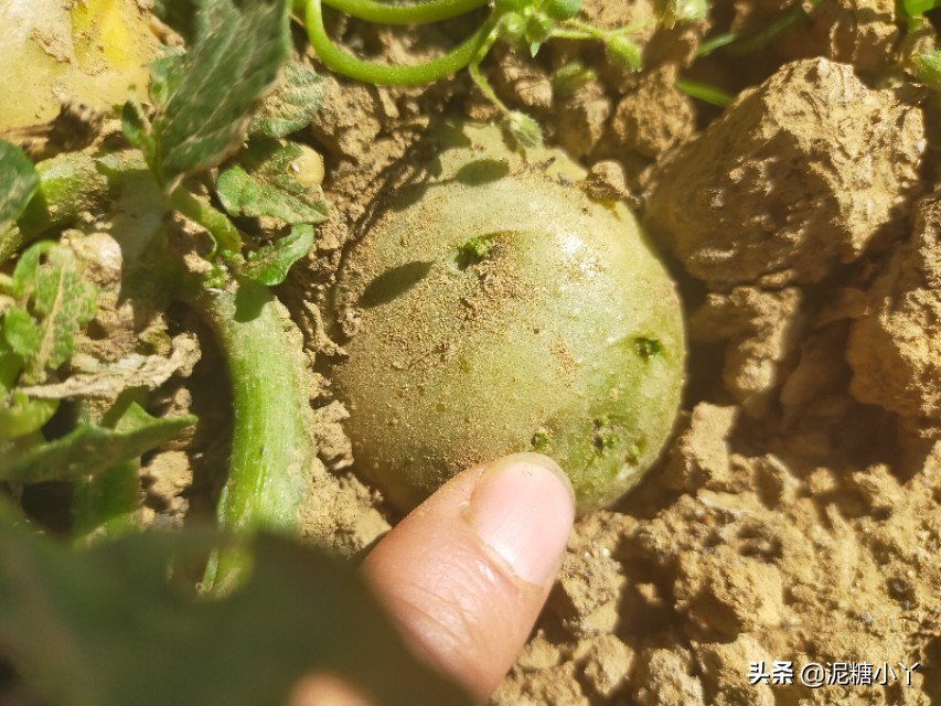 椹搩钖潚澶村彲椋熷悧,闈掑ご椹搩钖湁姣掑悧