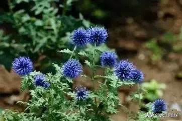 荒漠发现的生物,新疆戈壁滩常见低矮植物