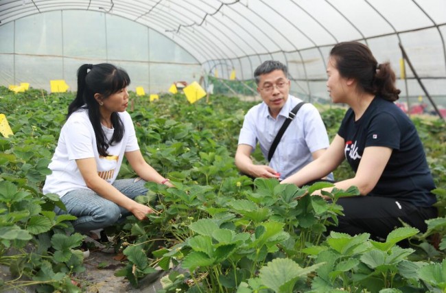 萄源社：休闲生态农业的创新之路——记巴南区青年农场主王凤