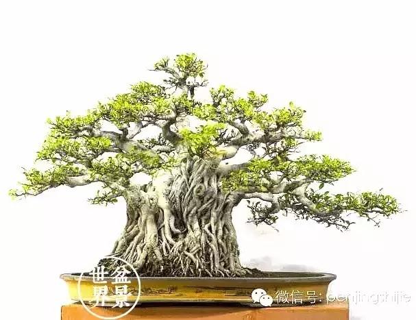 榕树悬崖式盆景欣赏,大师榕树盆景的精妙之作