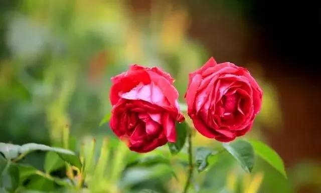 每天学习一点点各种花代表的花语,每天学习一朵花知识