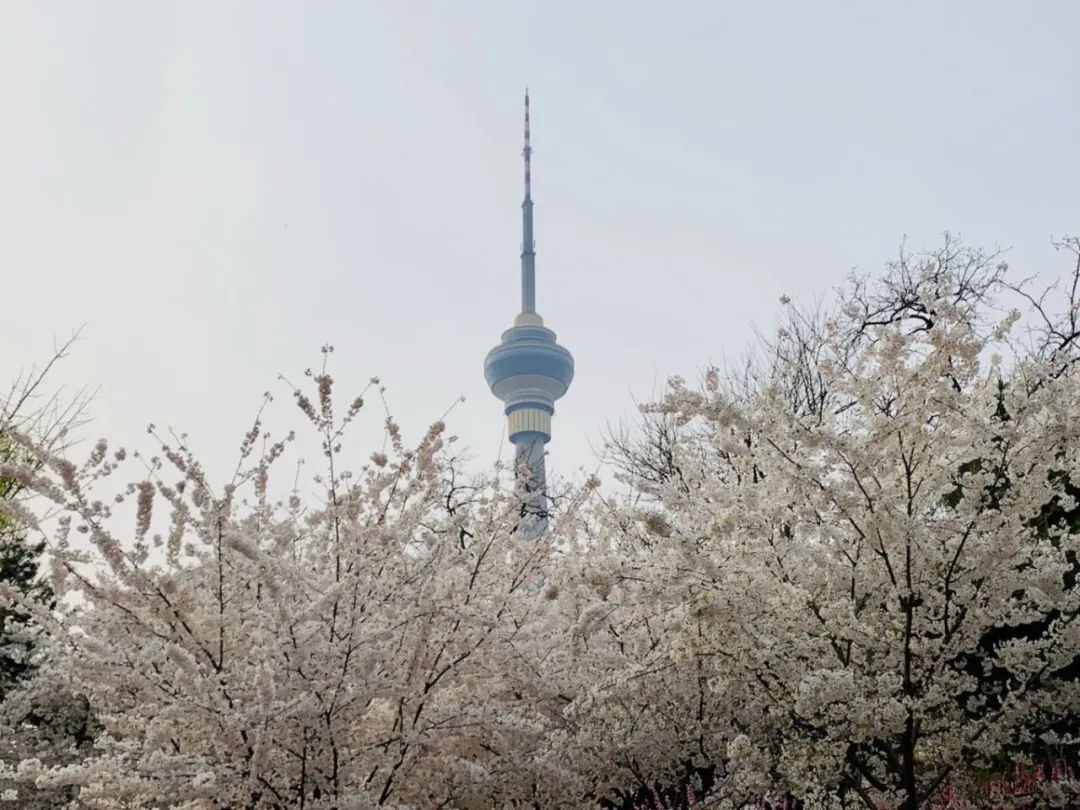 玉渊潭公园樱花新闻,玉渊潭公园樱花历史