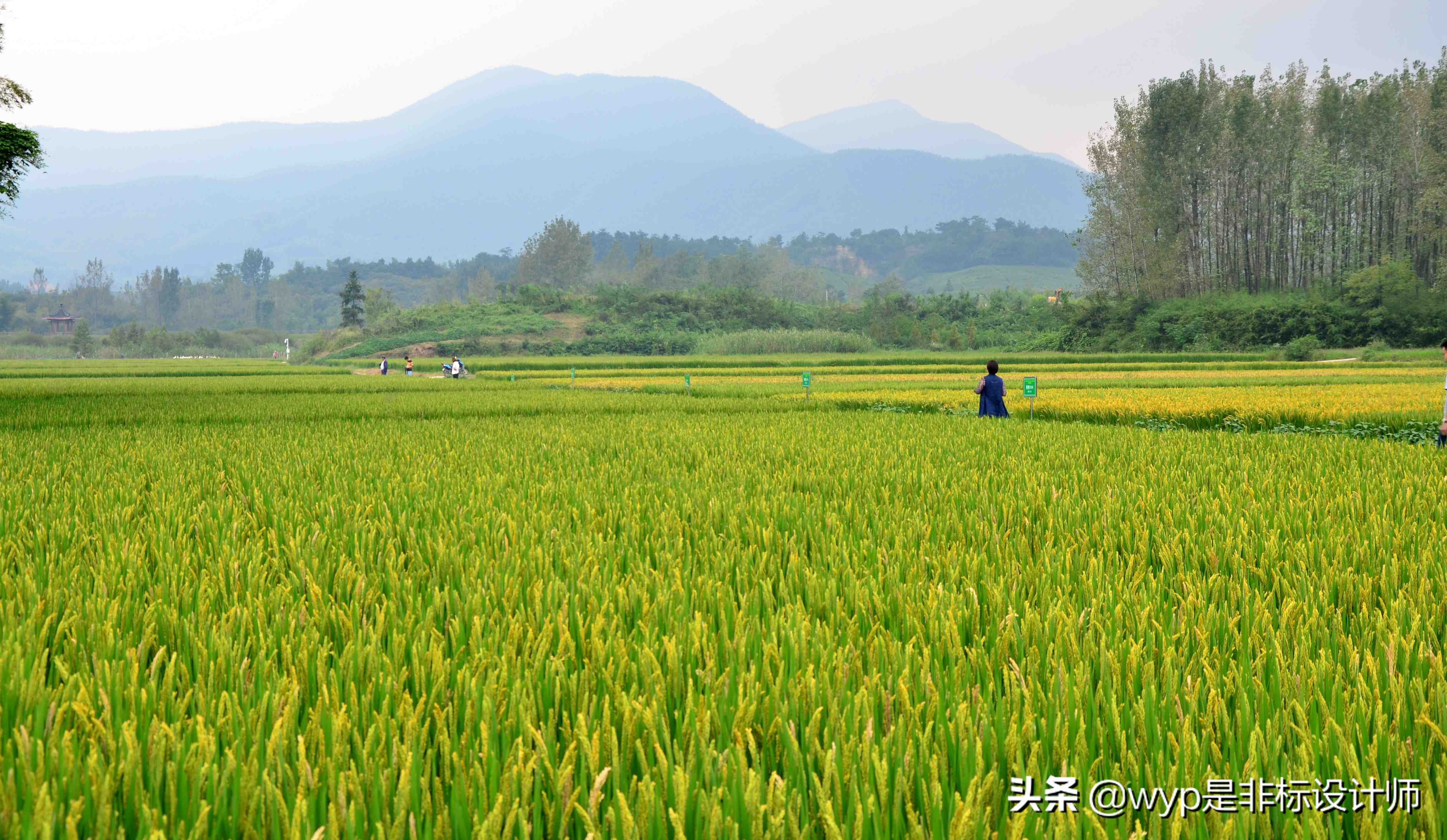 新型职业农民致富有高招,农村产业链致富新思路