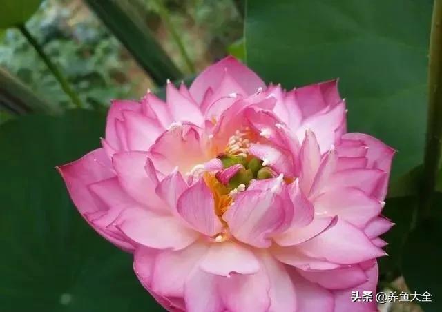 碗莲移栽方法视频,碗莲栽种有服盆期吗