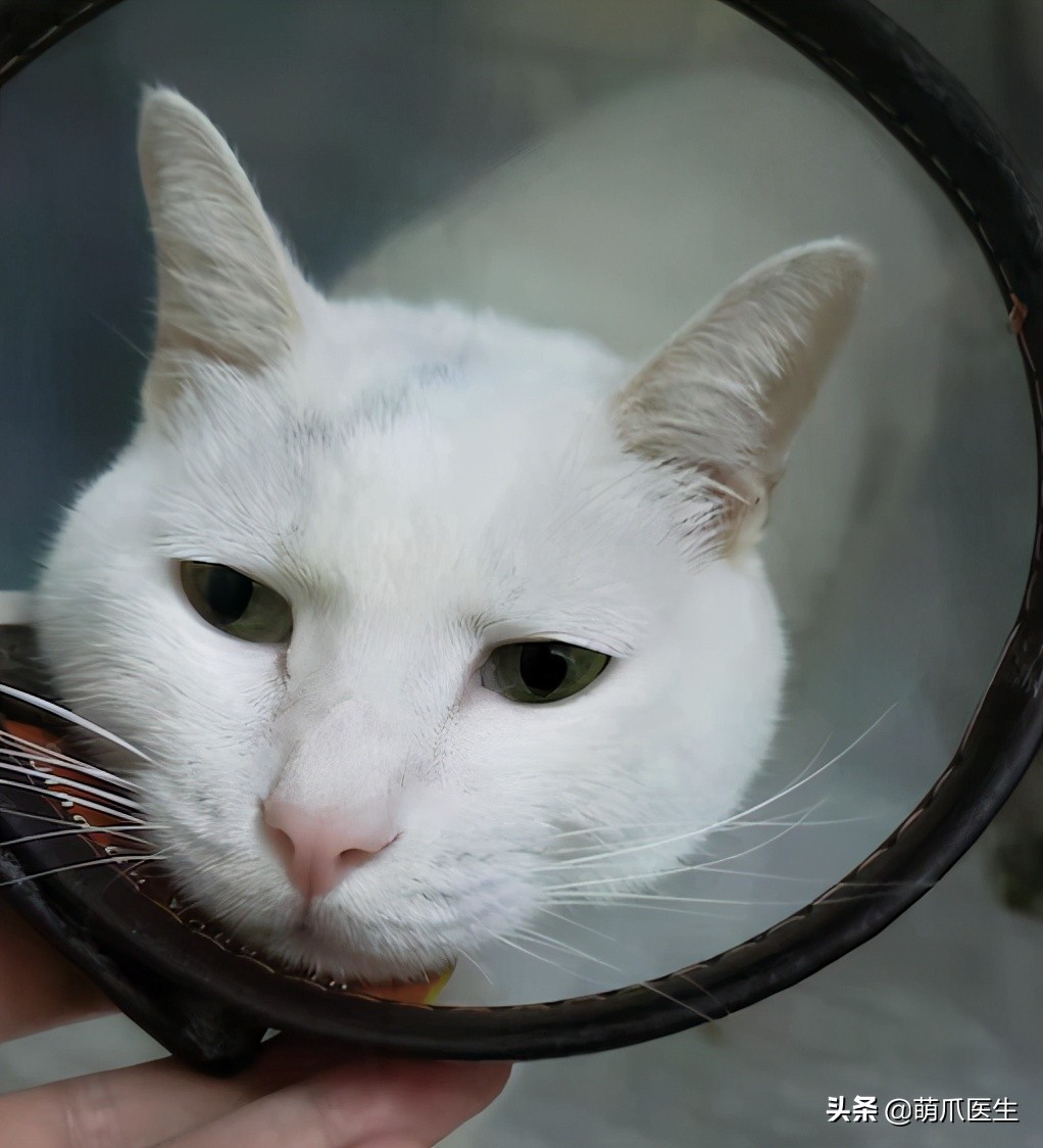 盘点那些手贱的猫咪被烫伤,盘点猫咪被烫过的倒霉瞬间