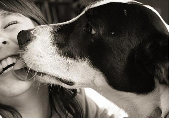 狗狗不停舔地面还呕吐是怎么回事,狗狗舔别的狗狗的眼代表什么意思