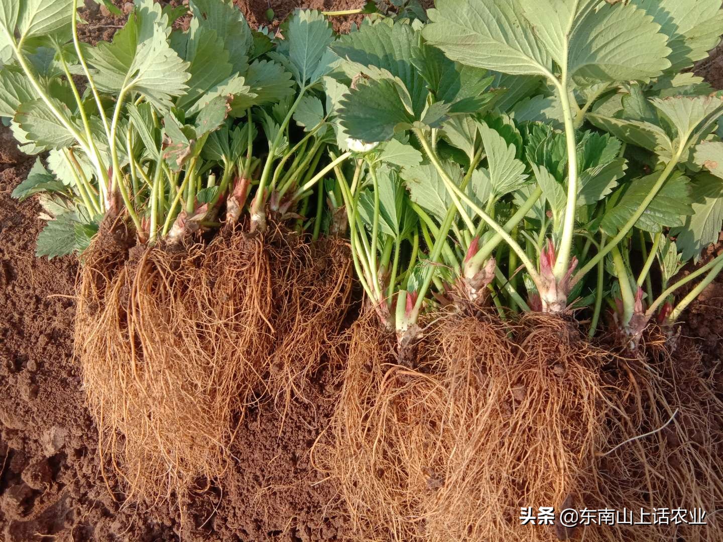 草莓苗生虫怎么办,草莓苗种下来怎么处理