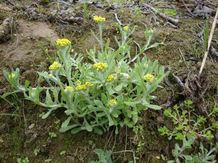 广东最好的三种菜品,广东经典过年小吃有哪些