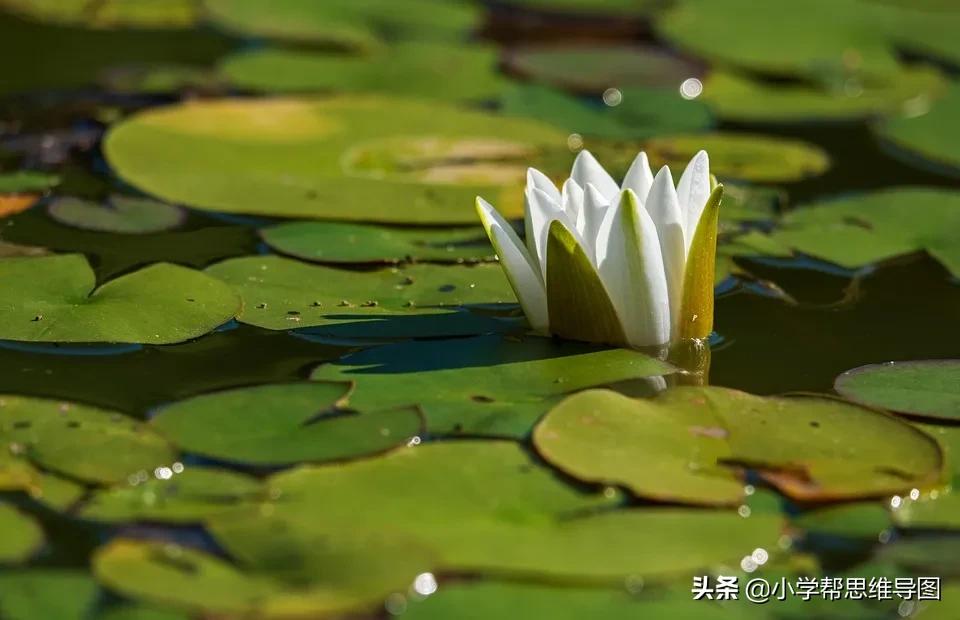 写关于味道的作文,独特的味道优秀作文叙事