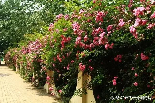 晨练即景七绝,小区早晨景色七绝诗